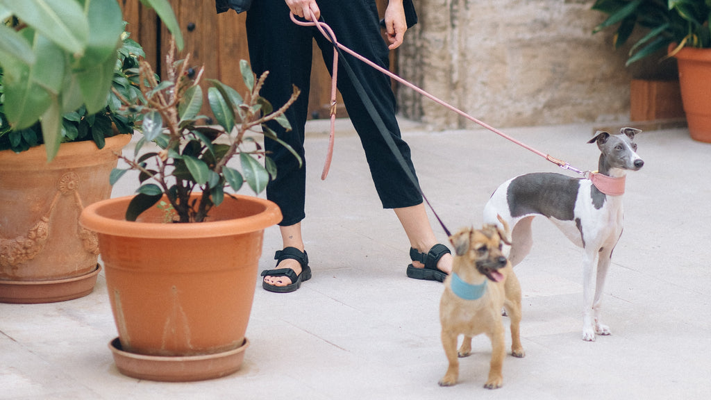 TRENDY TAILS: THE BEST FASHIONABLE FINDS FOR WALKING YOUR DOG IN STYLE