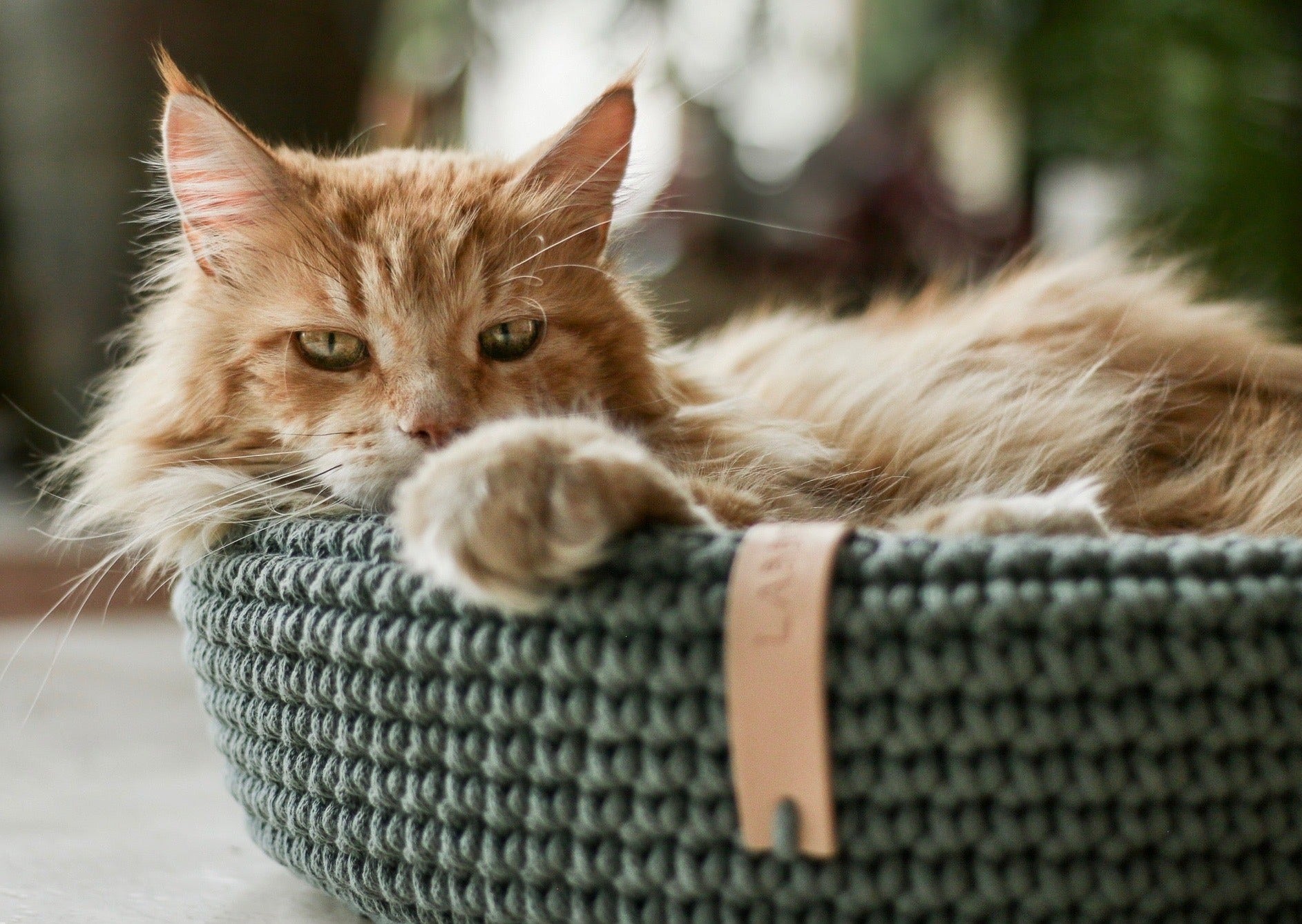 Basket Beds