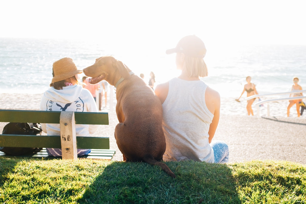 Keeping Cool and Chic: Summer Tips for Keeping Your Pets Refreshed and Stylish On the Go